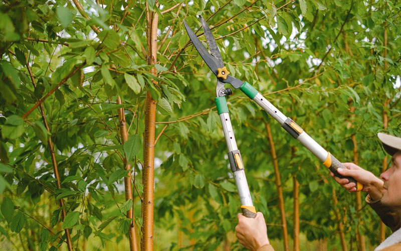Tree trimming in Granite Falls, WA